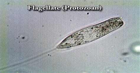   衣藻 - 這種奇特的鞭毛生物，它究竟是植物還是動物呢？