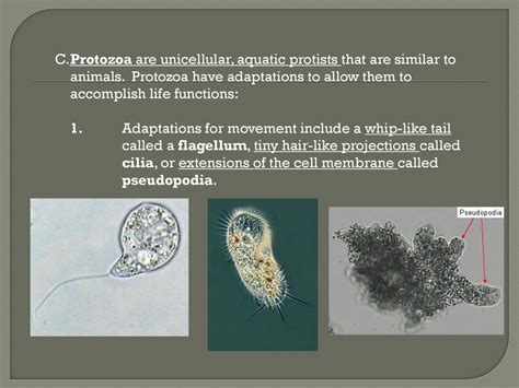   狄迪藻：一個能以偽足移動的單細胞生物！