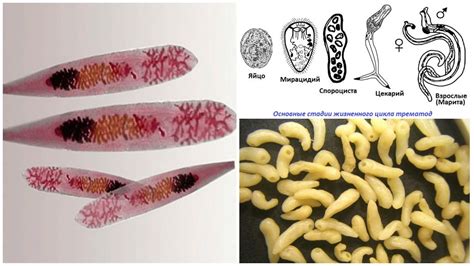  巨目螢火蟲科Trematoda：牠們是寄生蟲界最迷人的舞蹈家嗎？