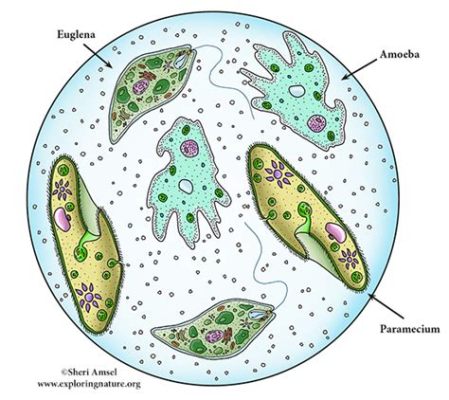   Komma: 探索微觀世界中奇異的單細胞生物，它以獨特的運動方式在泥土和水裡遊蕩！