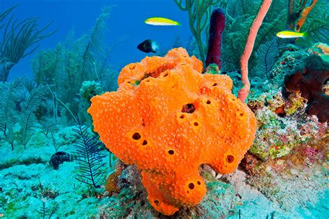  馬氏海綿！一種擁有獨特骨架和奇異生活方式的海洋生物