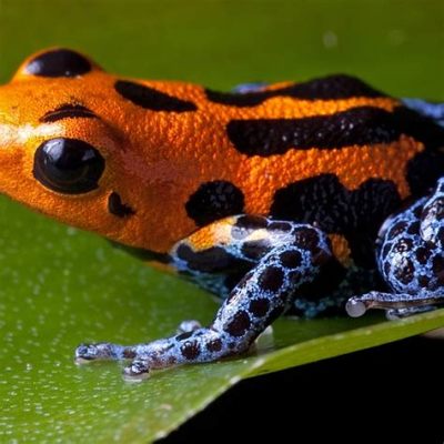  帕克氏 místa Frog:  This Colorful Amphibian Spends Its Life Swimming And Leaping!